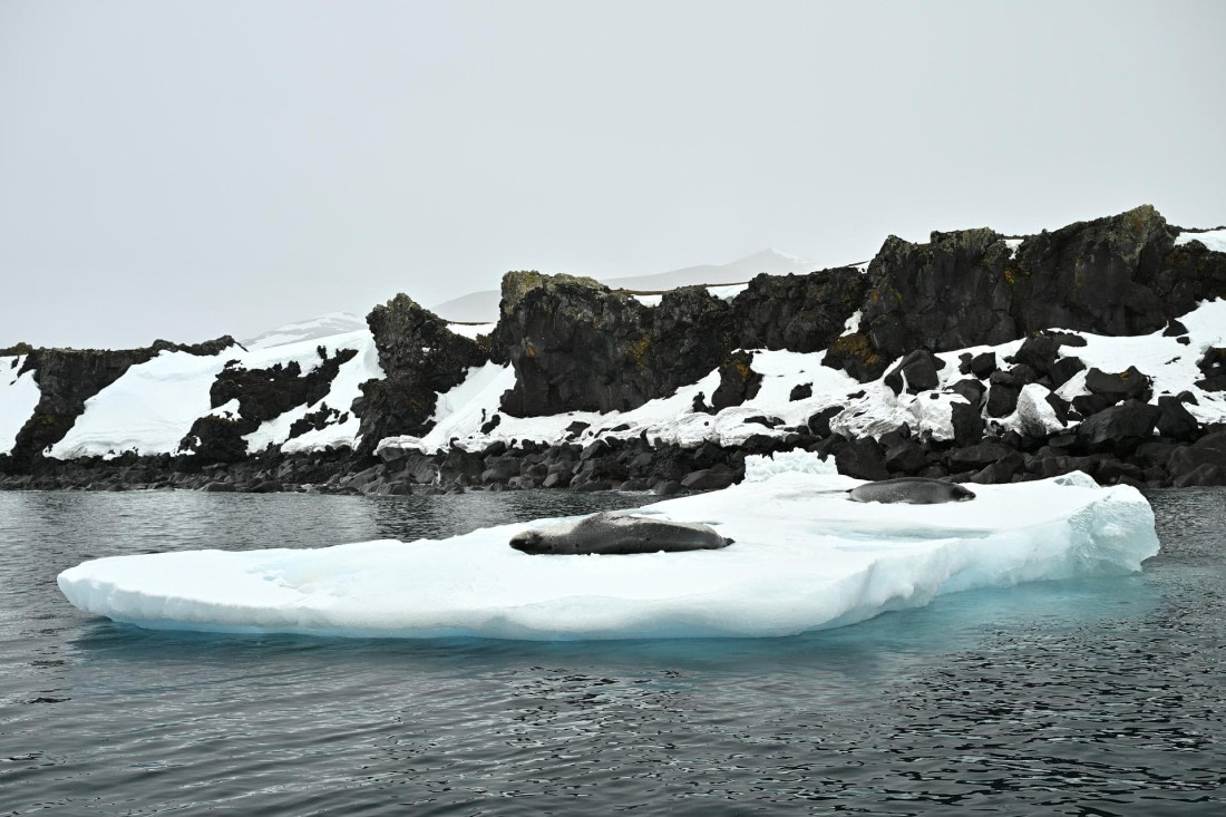 PLA20-24, Day 16, 8AY_5470_20241102_7370 © Yves Adams - Oceanwide Expeditions.JPG