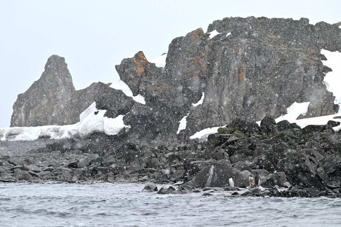 PLA20-24, Day 16, 8AY_5685_20241102_7378 © Yves Adams - Oceanwide Expeditions.JPG
