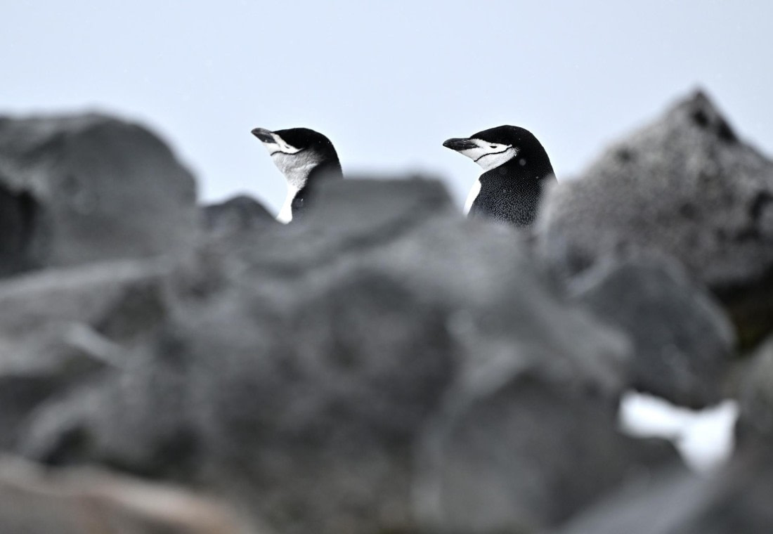PLA20-24, Day 16, YA6_2274_20241102_7337 © Yves Adams - Oceanwide Expeditions.JPG