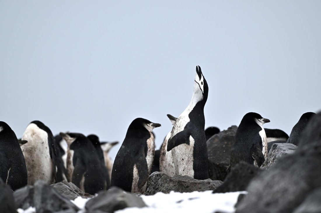 PLA20-24, Day 16, YA6_2329_20241102_7338 © Yves Adams - Oceanwide Expeditions.JPG
