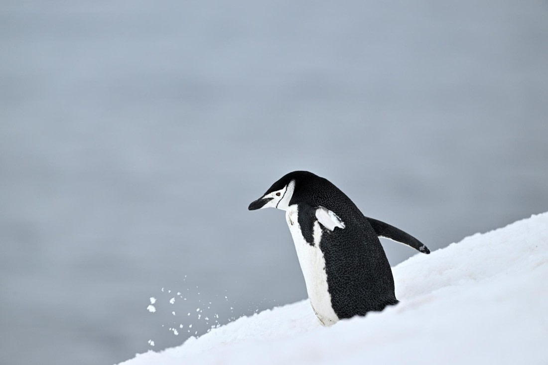 PLA20-24, Day 16, YA6_3256_20241102_7349 © Yves Adams - Oceanwide Expeditions.JPG