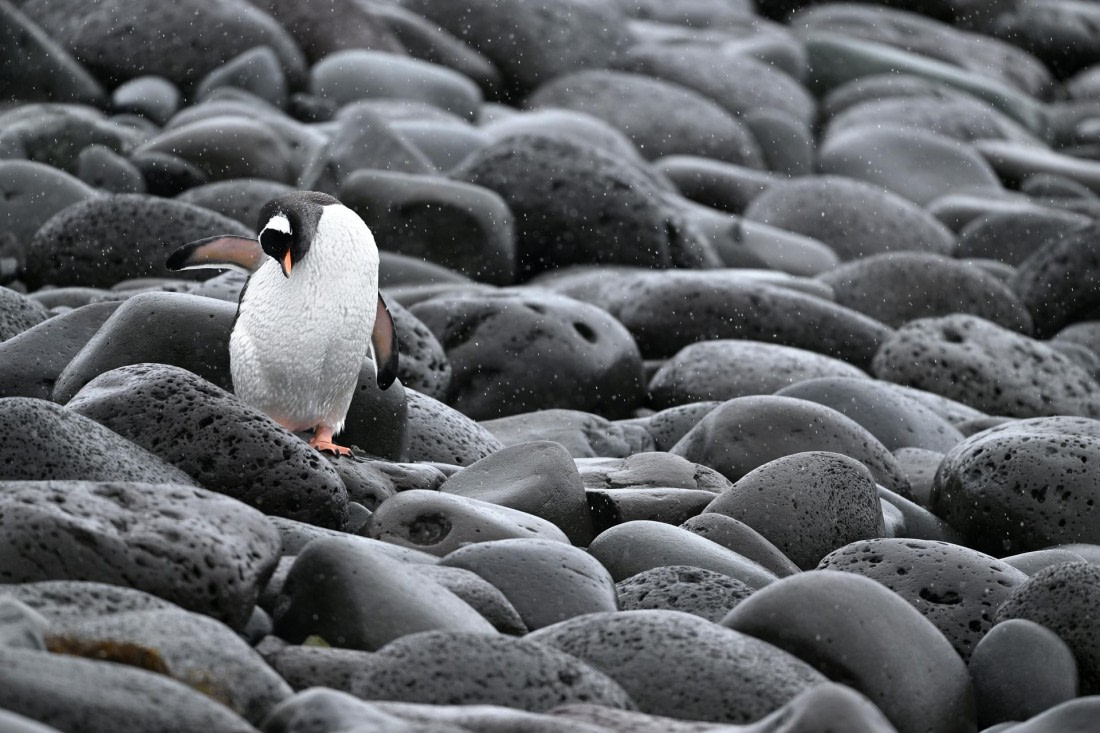 PLA20-24, Day 16, YA6_3569_20241102_7360 © Yves Adams - Oceanwide Expeditions.JPG