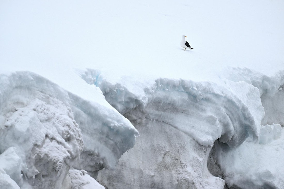 PLA20-24, Day 16, YA6_3604_20241102_7361 © Yves Adams - Oceanwide Expeditions.JPG