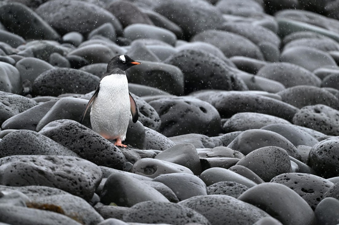 PLA20-24, Day 16, YA6_3687_20241102_7362 © Yves Adams - Oceanwide Expeditions.JPG