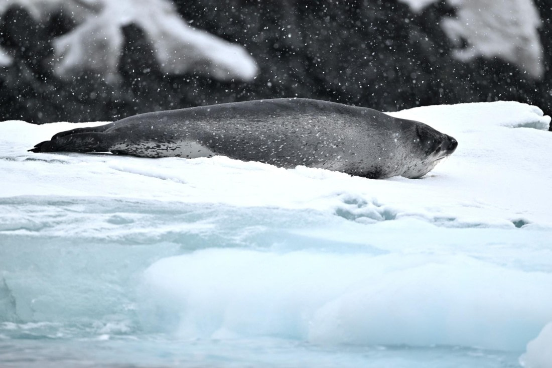 PLA20-24, Day 16, YA6_3808_20241102_7363 © Yves Adams - Oceanwide Expeditions.JPG