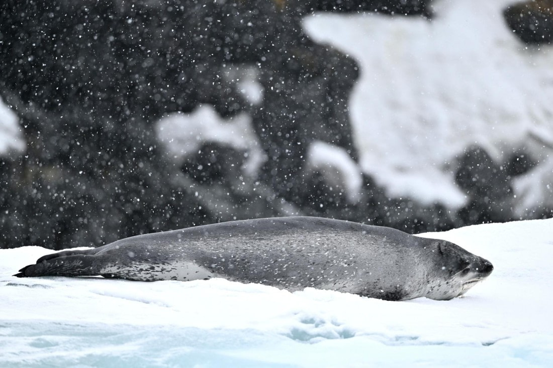 PLA20-24, Day 16, YA6_3836_20241102_7364 © Yves Adams - Oceanwide Expeditions.JPG