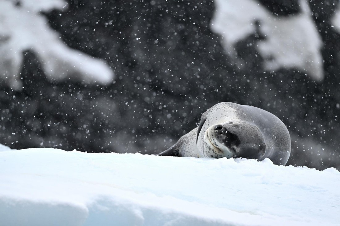 PLA20-24, Day 16, YA6_3894_20241102_7365 © Yves Adams - Oceanwide Expeditions.JPG