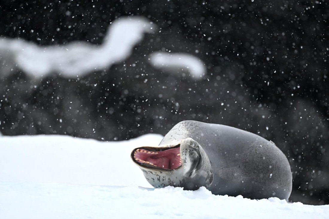 PLA20-24, Day 16, YA6_4075_20241102_7366 © Yves Adams - Oceanwide Expeditions.JPG