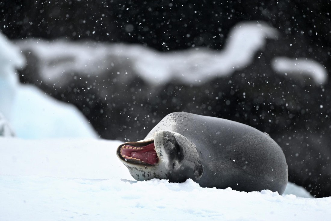 PLA20-24, Day 16, YA6_4102_20241102_7367 © Yves Adams - Oceanwide Expeditions.JPG