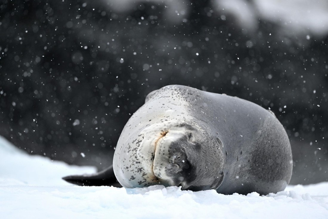 PLA20-24, Day 16, YA6_4512_20241102_7368 © Yves Adams - Oceanwide Expeditions.JPG