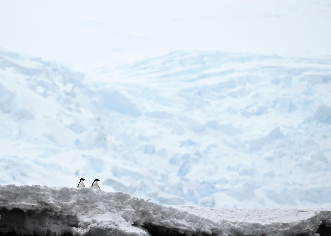 PLA20-24, Day 16, YA6_4597_20241102_7372 © Yves Adams - Oceanwide Expeditions.JPG