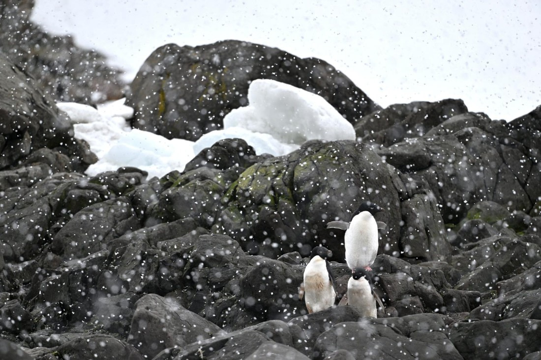 PLA20-24, Day 16, YA6_4697_20241102_7375 © Yves Adams - Oceanwide Expeditions.JPG