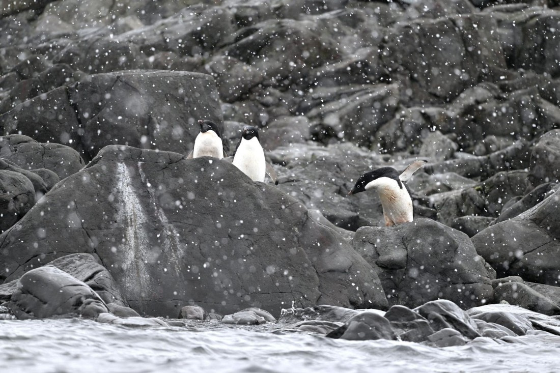 PLA20-24, Day 16, YA6_4860_20241102_7377 © Yves Adams - Oceanwide Expeditions.JPG