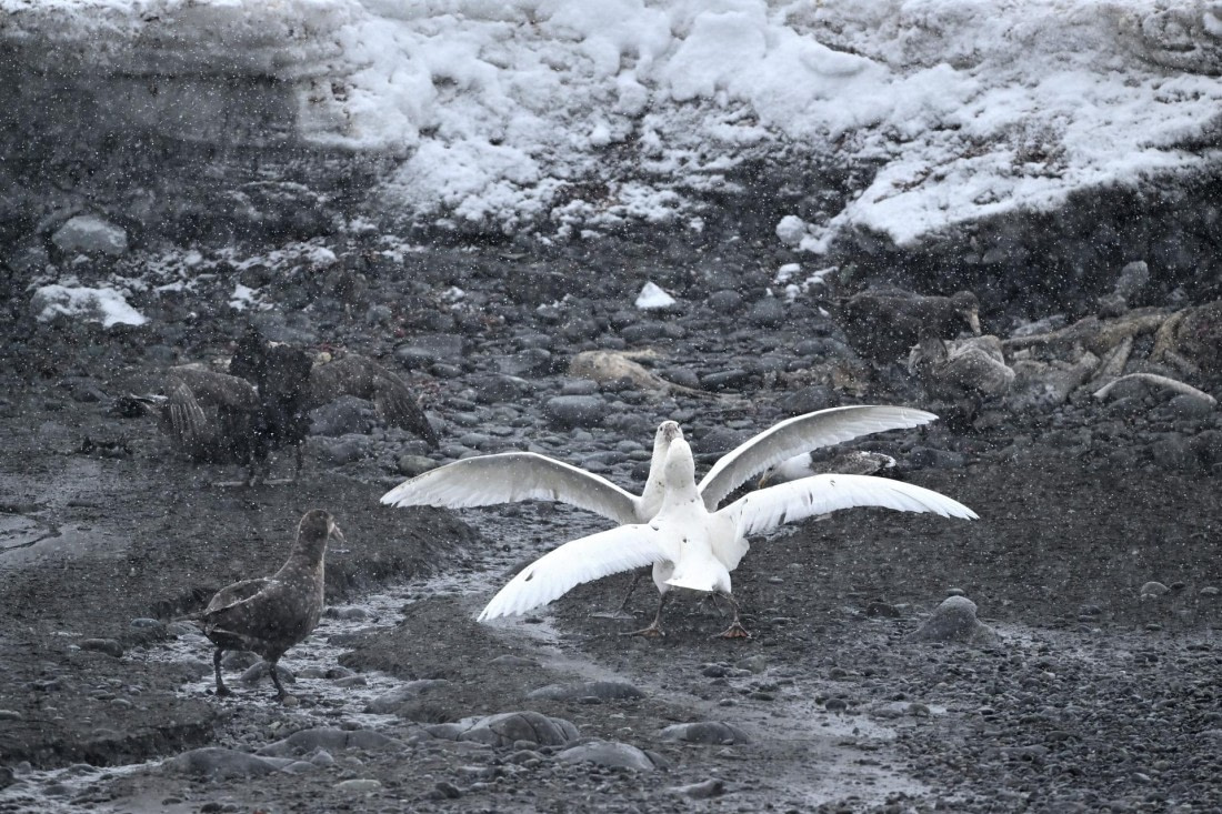 PLA20-24, Day 16, YA6_5181_20241102_7385 © Yves Adams - Oceanwide Expeditions.JPG