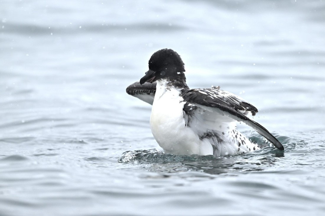 PLA20-24, Day 16, YA6_5488_20241102_7388 © Yves Adams - Oceanwide Expeditions.JPG