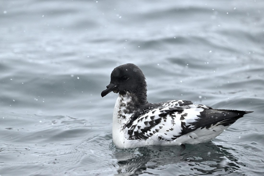 PLA20-24, Day 16, YA6_5712_20241102_7392 © Yves Adams - Oceanwide Expeditions.JPG