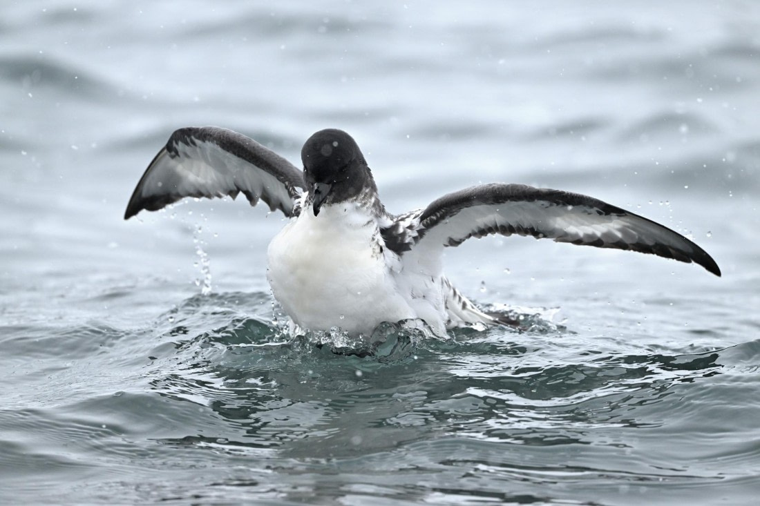 PLA20-24, Day 16, YA6_5742_20241102_7394 © Yves Adams - Oceanwide Expeditions.JPG