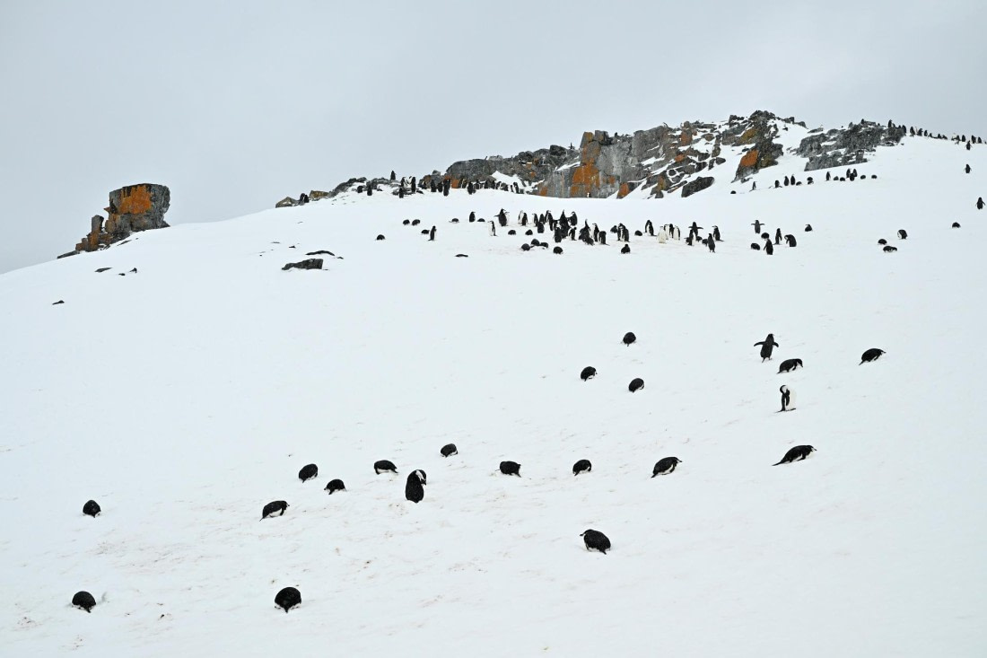 PLA20-24, Day 17, 8AY_5984_20241103_7455 © Yves Adams - Oceanwide Expeditions.JPG