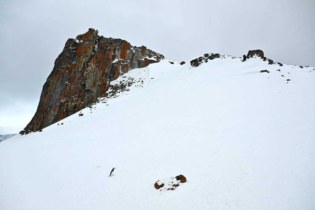 PLA20-24, Day 17, 8AY_6018_20241103_7470 © Yves Adams - Oceanwide Expeditions.JPG