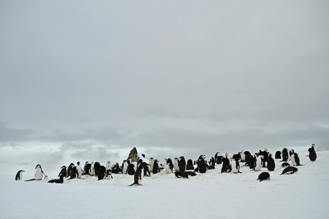 PLA20-24, Day 17, 8AY_6053_20241103_7472 © Yves Adams - Oceanwide Expeditions.JPG