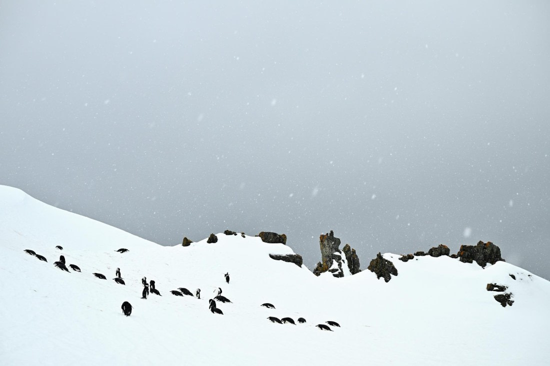 PLA20-24, Day 17, 8AY_6281_20241103_7480 © Yves Adams - Oceanwide Expeditions.JPG