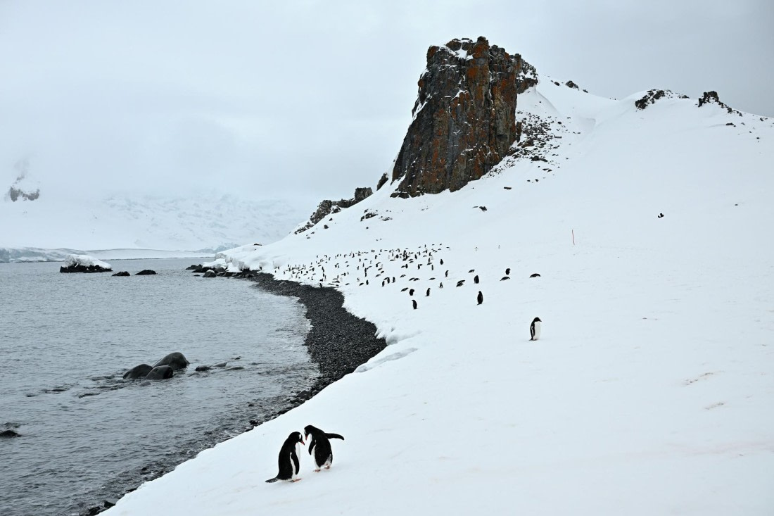 PLA20-24, Day 17, 8AY_6423_20241103_7490 © Yves Adams - Oceanwide Expeditions.JPG