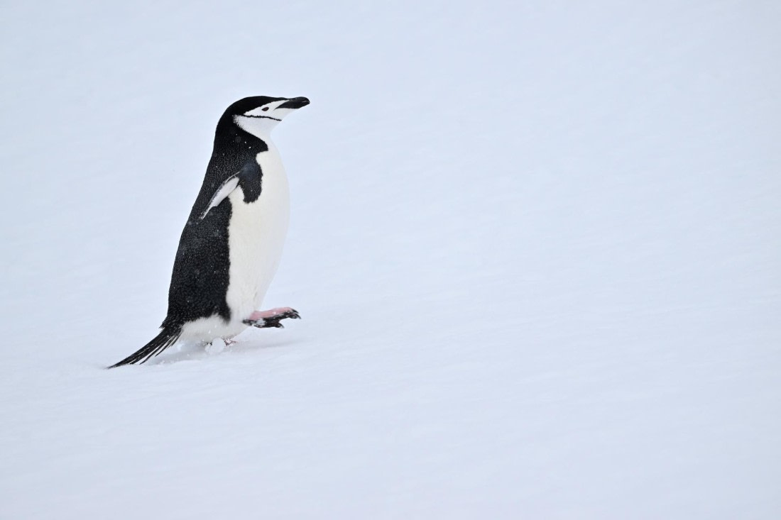 PLA20-24, Day 17, YA6_0257_20241103_7450 © Yves Adams - Oceanwide Expeditions.JPG