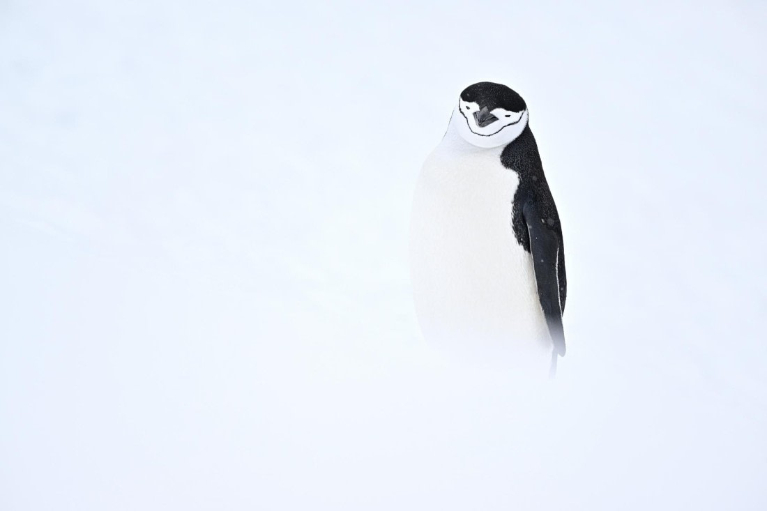 PLA20-24, Day 17, YA6_0691_20241103_7454 © Yves Adams - Oceanwide Expeditions.JPG