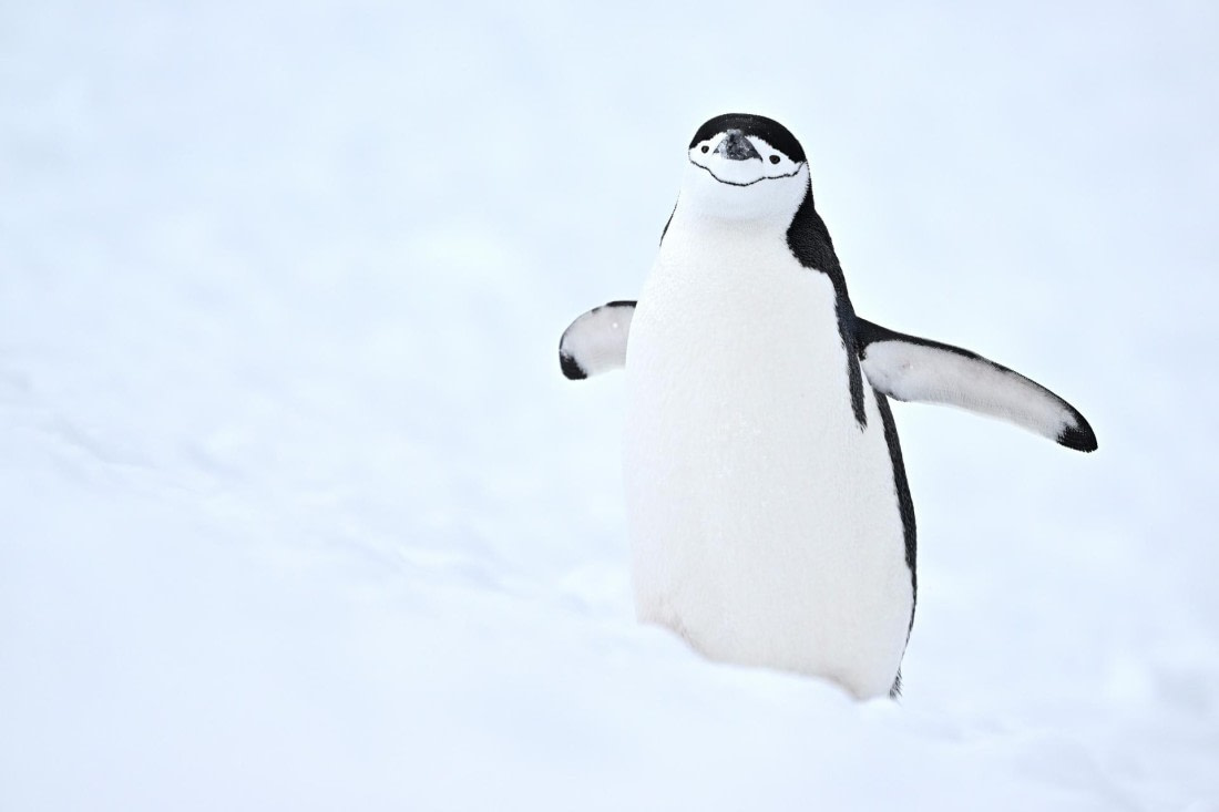 PLA20-24, Day 17, YA6_1649_20241103_7464 © Yves Adams - Oceanwide Expeditions.JPG