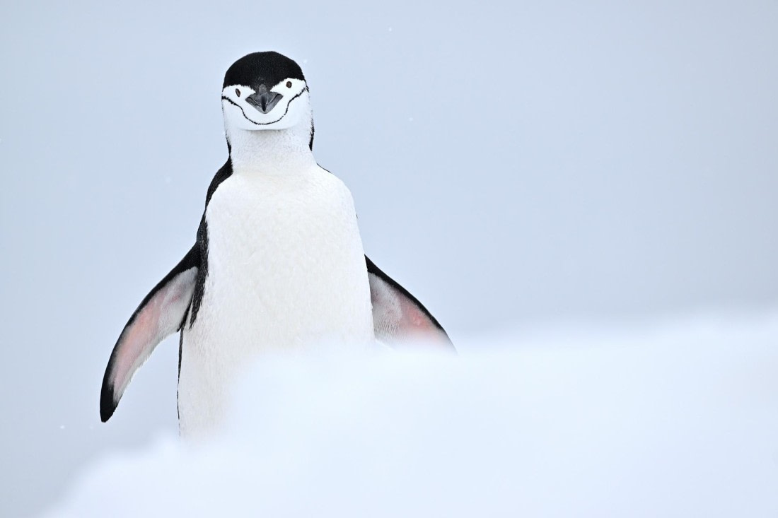 PLA20-24, Day 17, YA6_1946_20241103_7467 © Yves Adams - Oceanwide Expeditions.JPG