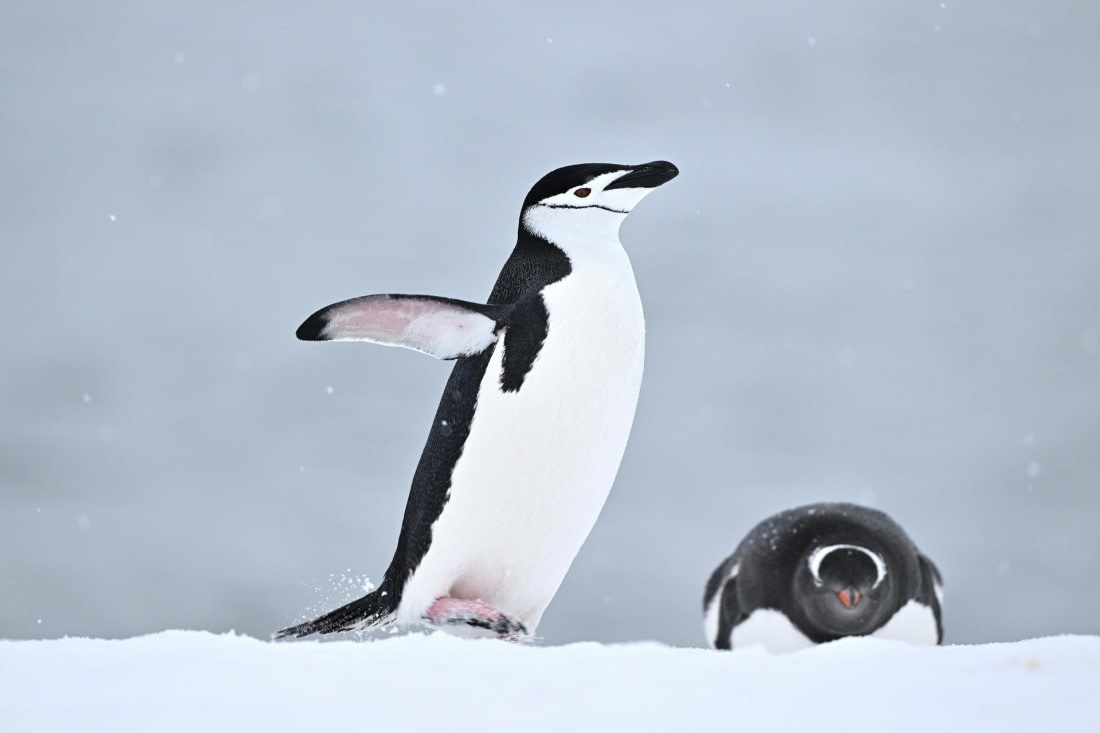 PLA20-24, Day 17, YA6_2113_20241103_7469 © Yves Adams - Oceanwide Expeditions.JPG