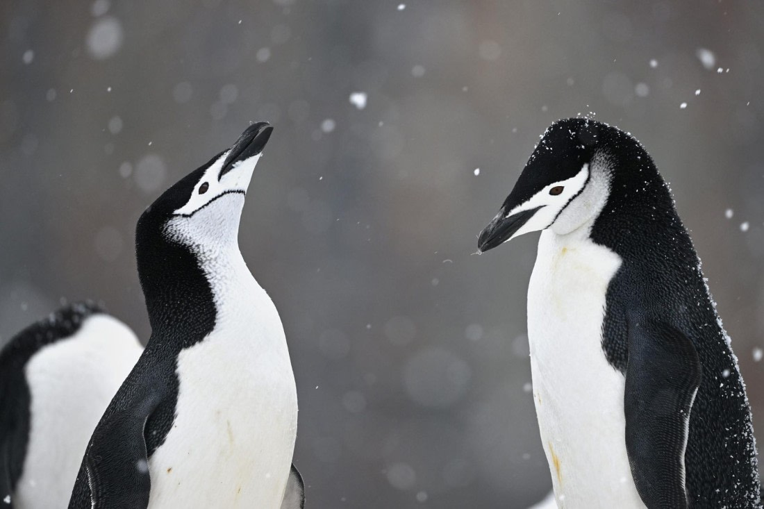 PLA20-24, Day 17, YA6_2240_20241103_7471 © Yves Adams - Oceanwide Expeditions.JPG