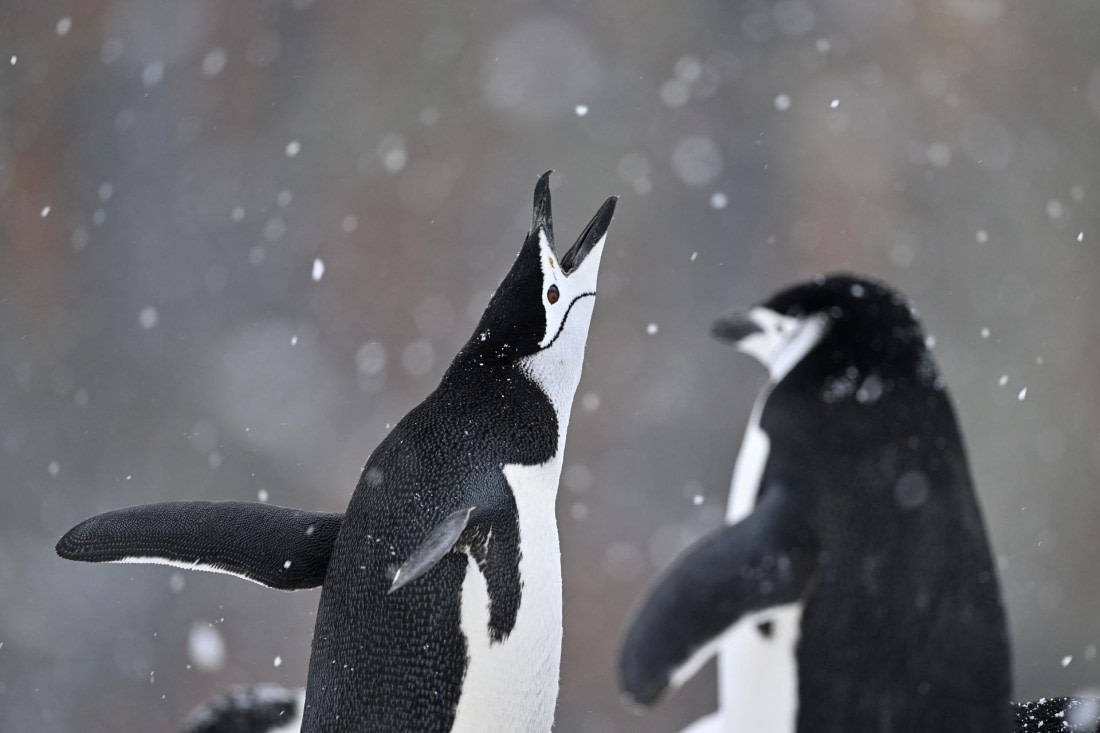 PLA20-24, Day 17, YA6_2358_20241103_7474 © Yves Adams - Oceanwide Expeditions.JPG