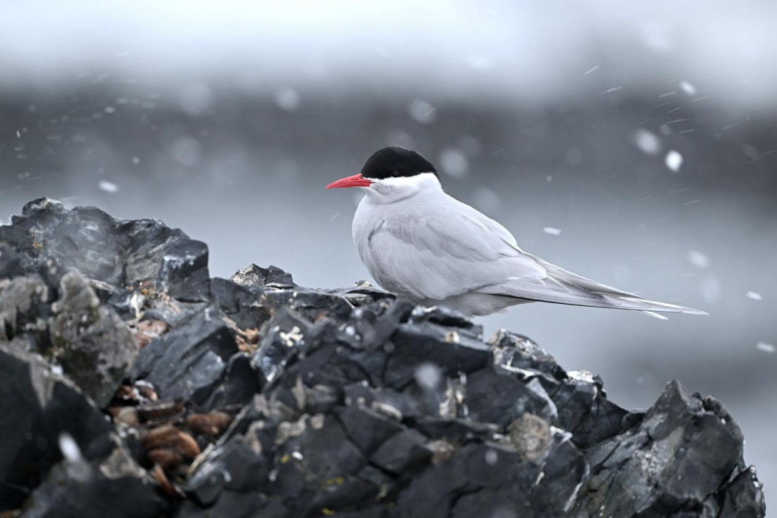 PLA20-24, Day 17, YA6_2639_20241103_7478 © Yves Adams - Oceanwide Expeditions.JPG