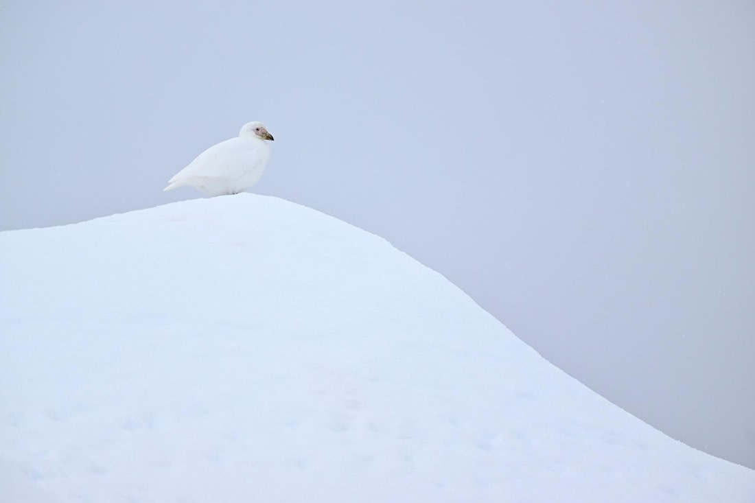 PLA20-24, Day 17, YA6_3166_20241103_7485 © Yves Adams - Oceanwide Expeditions.JPG