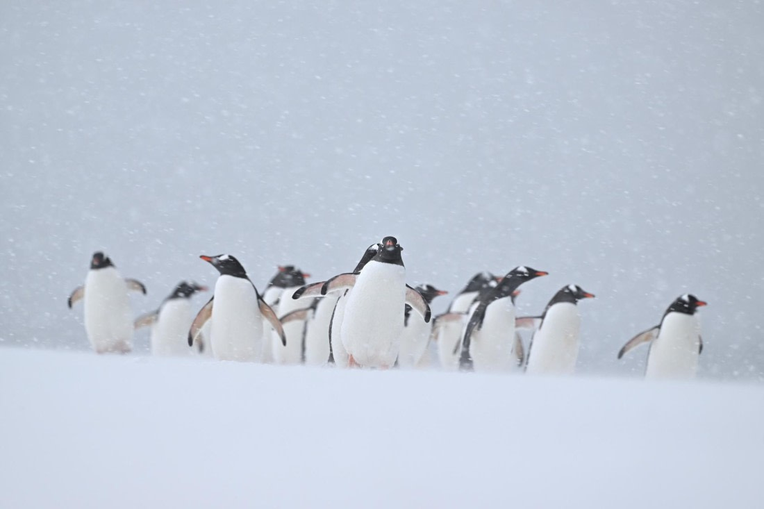 PLA20-24, Day 18, YA6_3603_20241104_7495 © Yves Adams - Oceanwide Expeditions.JPG