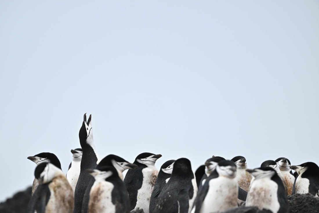 PLA20-24, Day 18, YA6_3448_20241102_7431 © Yves Adams - Oceanwide Expeditions.JPG