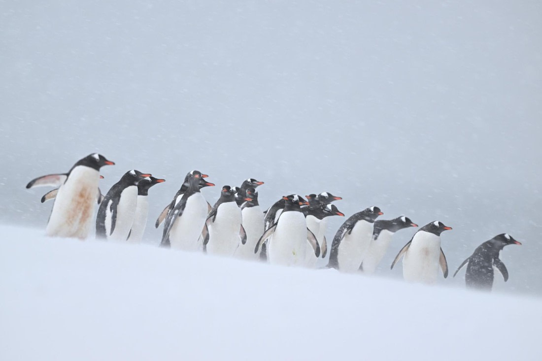 PLA20-24, Day 18, YA6_3733_20241104_7496 © Yves Adams - Oceanwide Expeditions.JPG
