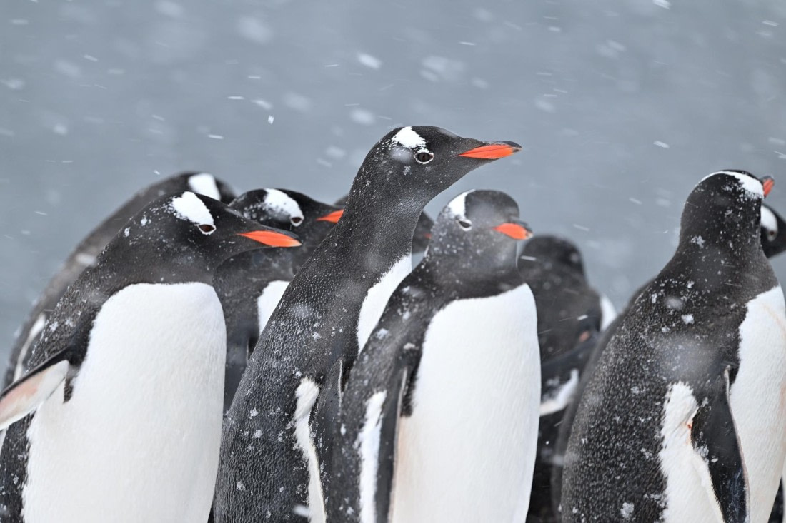 PLA20-24, Day 18, YA6_3781_20241104_7497 © Yves Adams - Oceanwide Expeditions.JPG