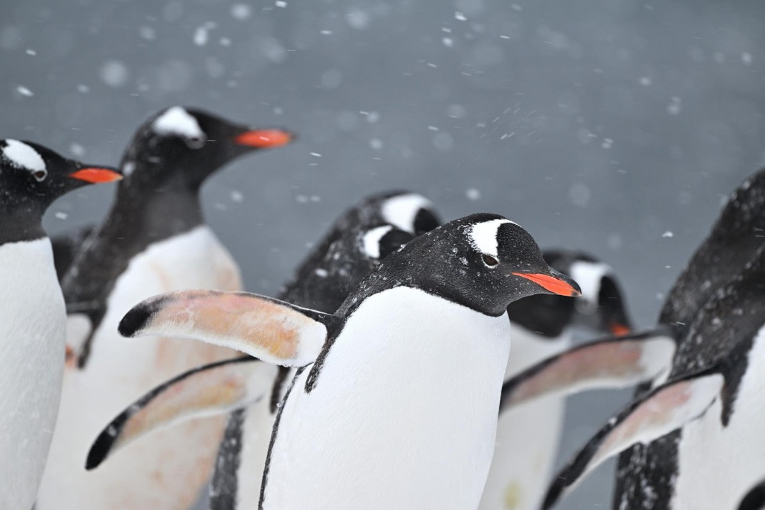 PLA20-24, Day 18, YA6_3827_20241104_7498 © Yves Adams - Oceanwide Expeditions.JPG