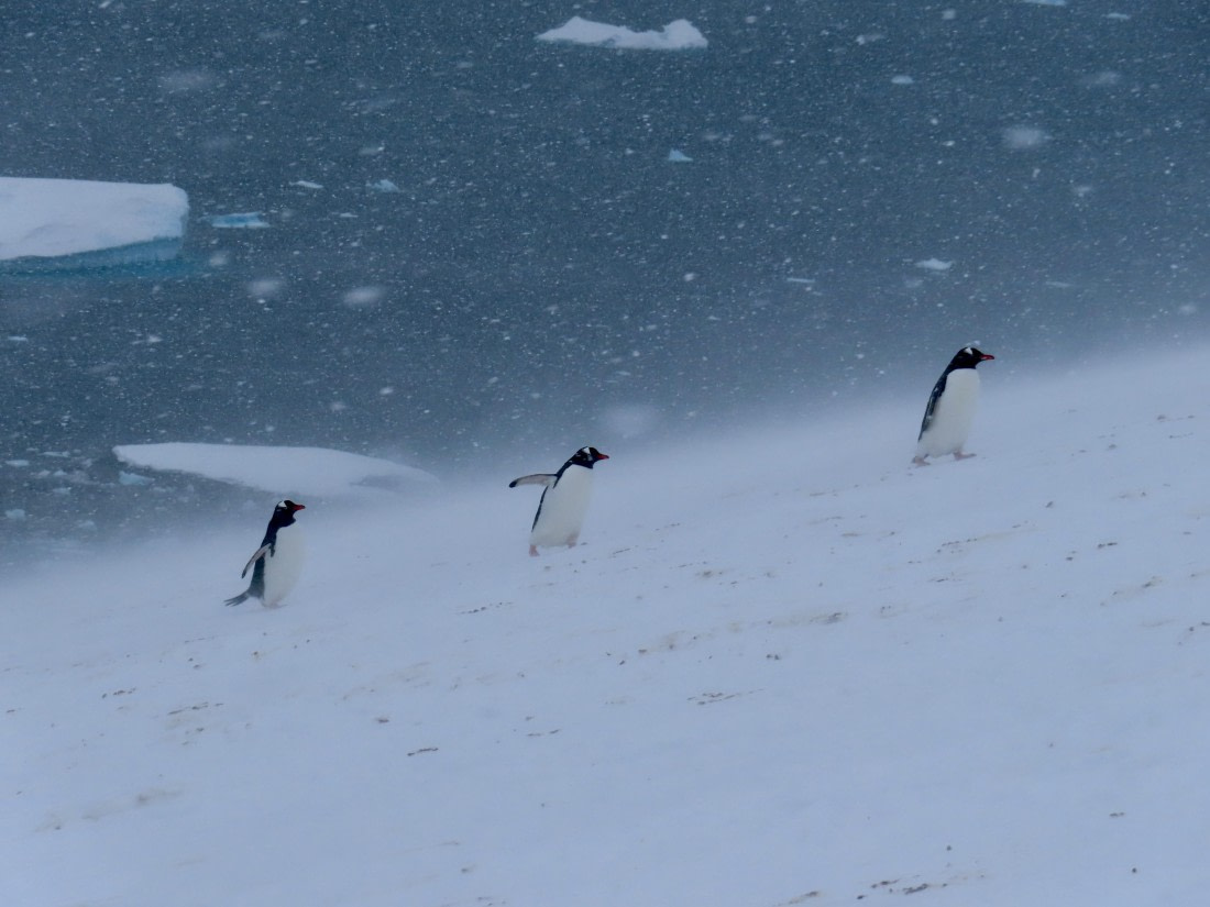 Windy pinguïns