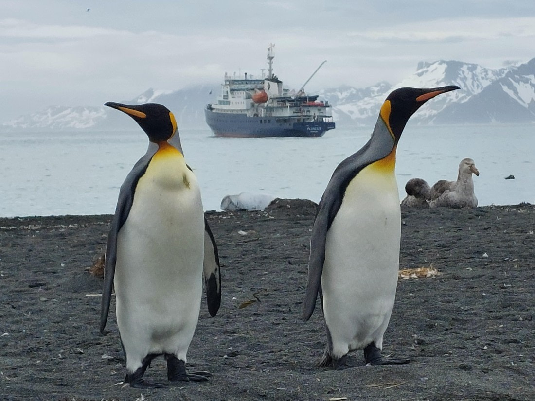 Plancius between two kings