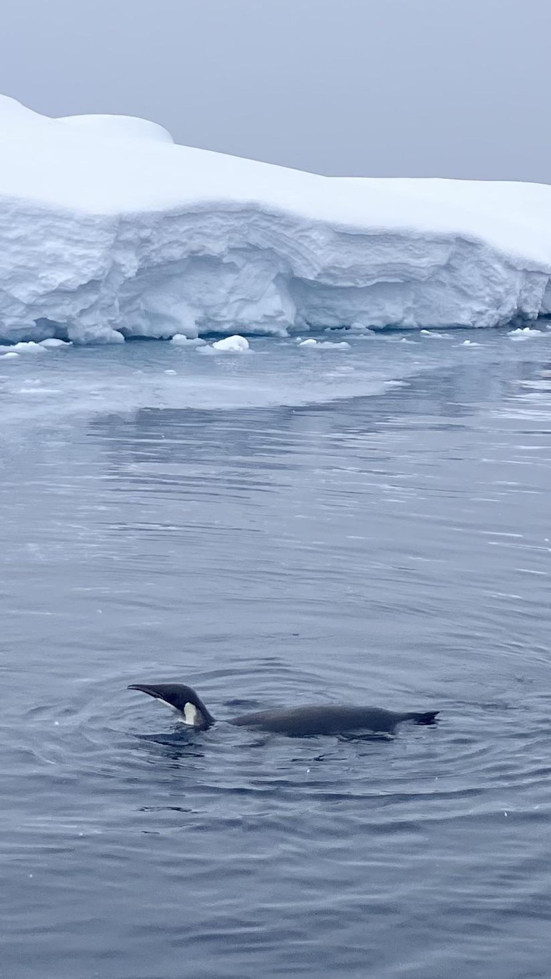 HDS21a24, Day 4, IMG_1976 © Unknown photographer - Oceanwide Expeditions.jpeg