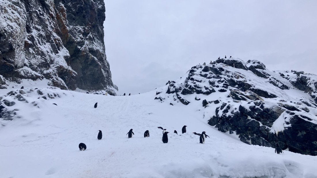 HDS21a24, Day 4, IMG_1988 © Unknown photographer - Oceanwide Expeditions.jpeg