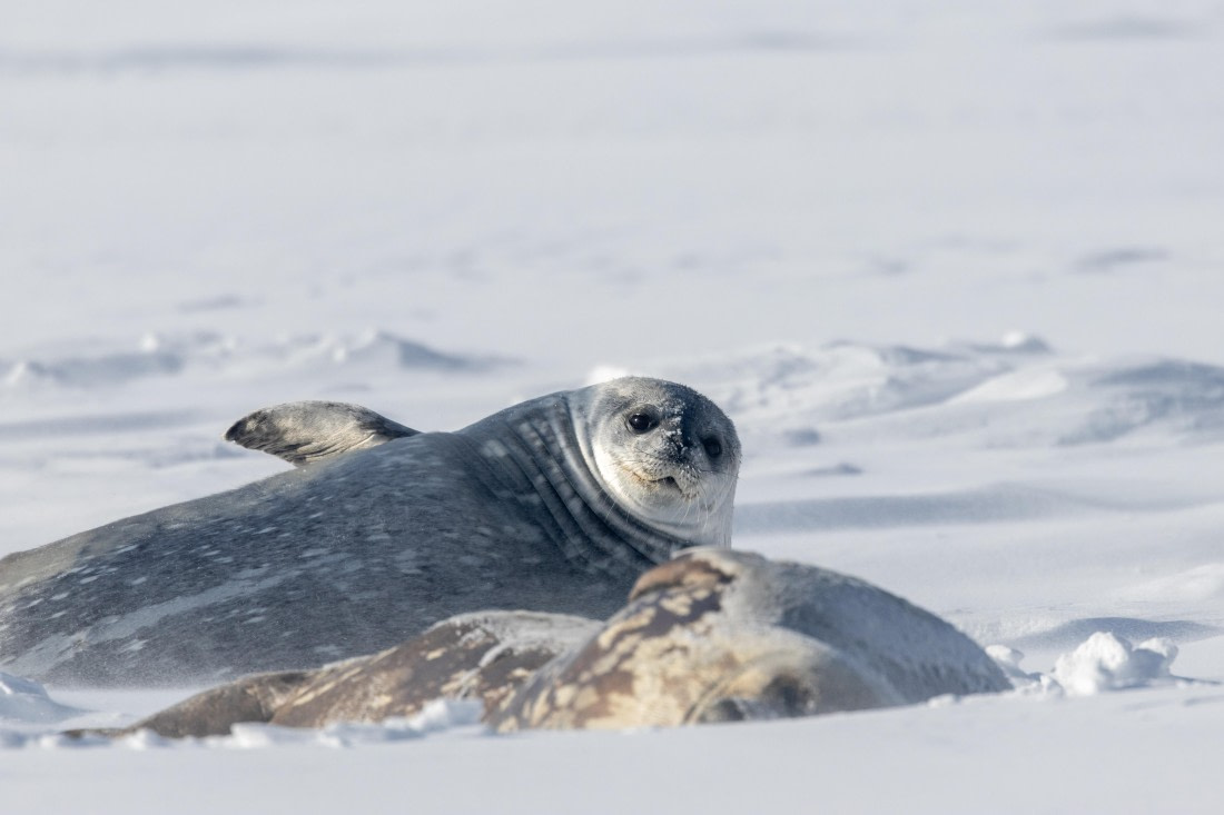 HDS21a24, Day 6, CT7A2817 © Unknown photographer - Oceanwide Expeditions.jpg
