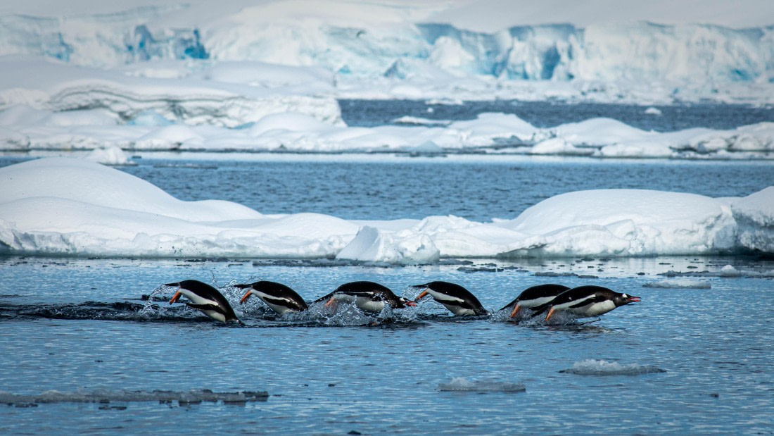 HDS21a24, Day 7, PAZ_8804 © Alexander Romanovskiy - Oceanwide Expeditions.jpg