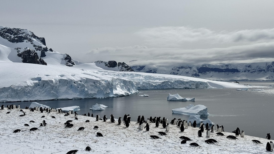 HDS21a24, Day 8, Cuverville © Meike Sjoer - Oceanwide Expeditions.jpg