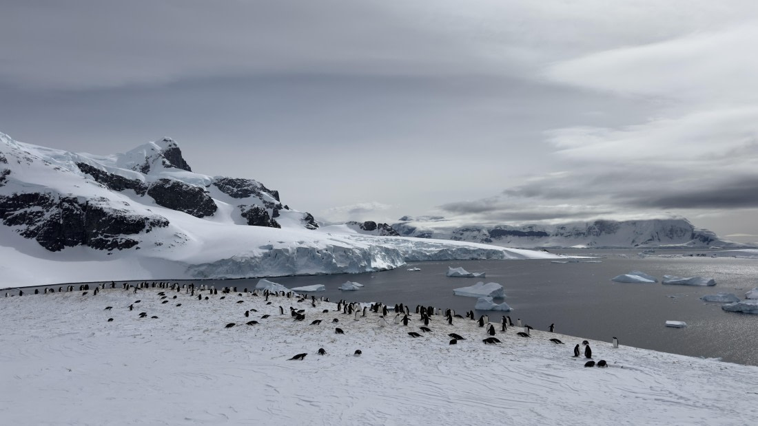 HDS21a24, Day 8, cuverville4 © Meike Sjoer - Oceanwide Expeditions.jpg