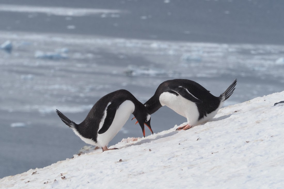 HDS21a24, Day 8, Gentoos-courtshipbow © Meike Sjoer - Oceanwide Expeditions.JPG