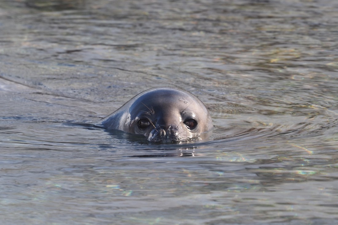 HDS21a24, Day 8, Weddelseal © Meike Sjoer - Oceanwide Expeditions.JPG
